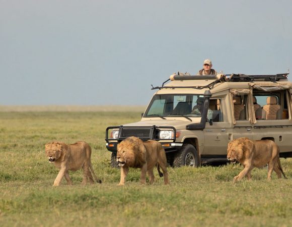 4 DAYS TANZANIA PREMIUM SAFARI