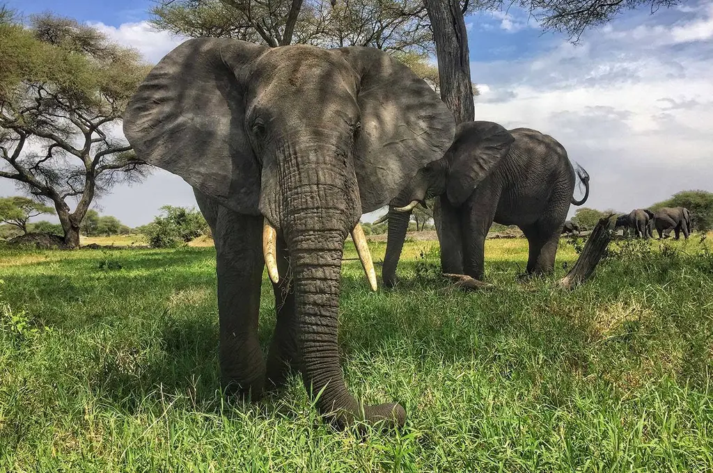 Tarangire National Park